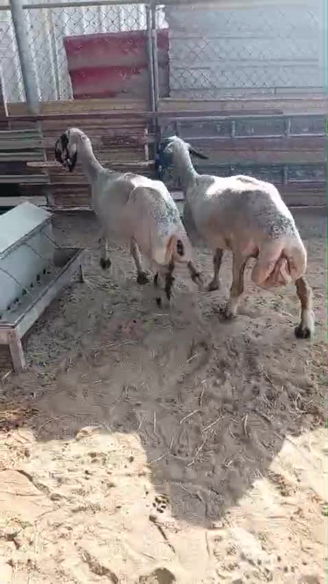 اللبيع شوهات دفيع عرب - 1