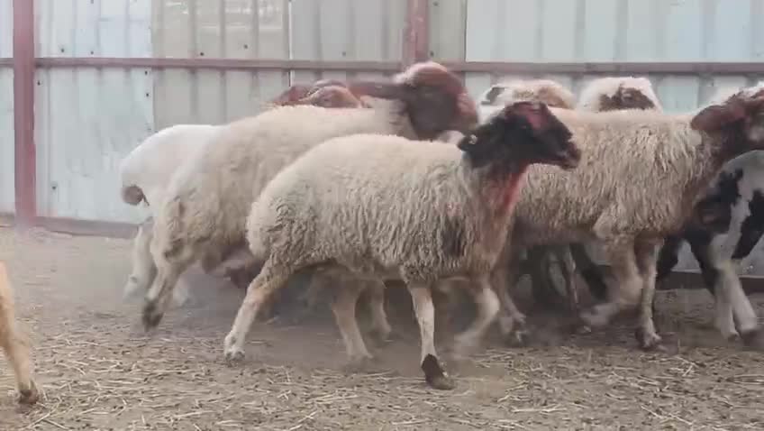 للبيع شويهات سوريه طيبه - 1