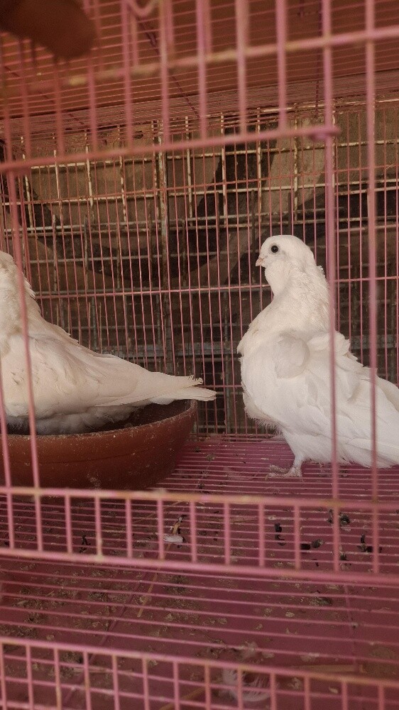 حمام - 2