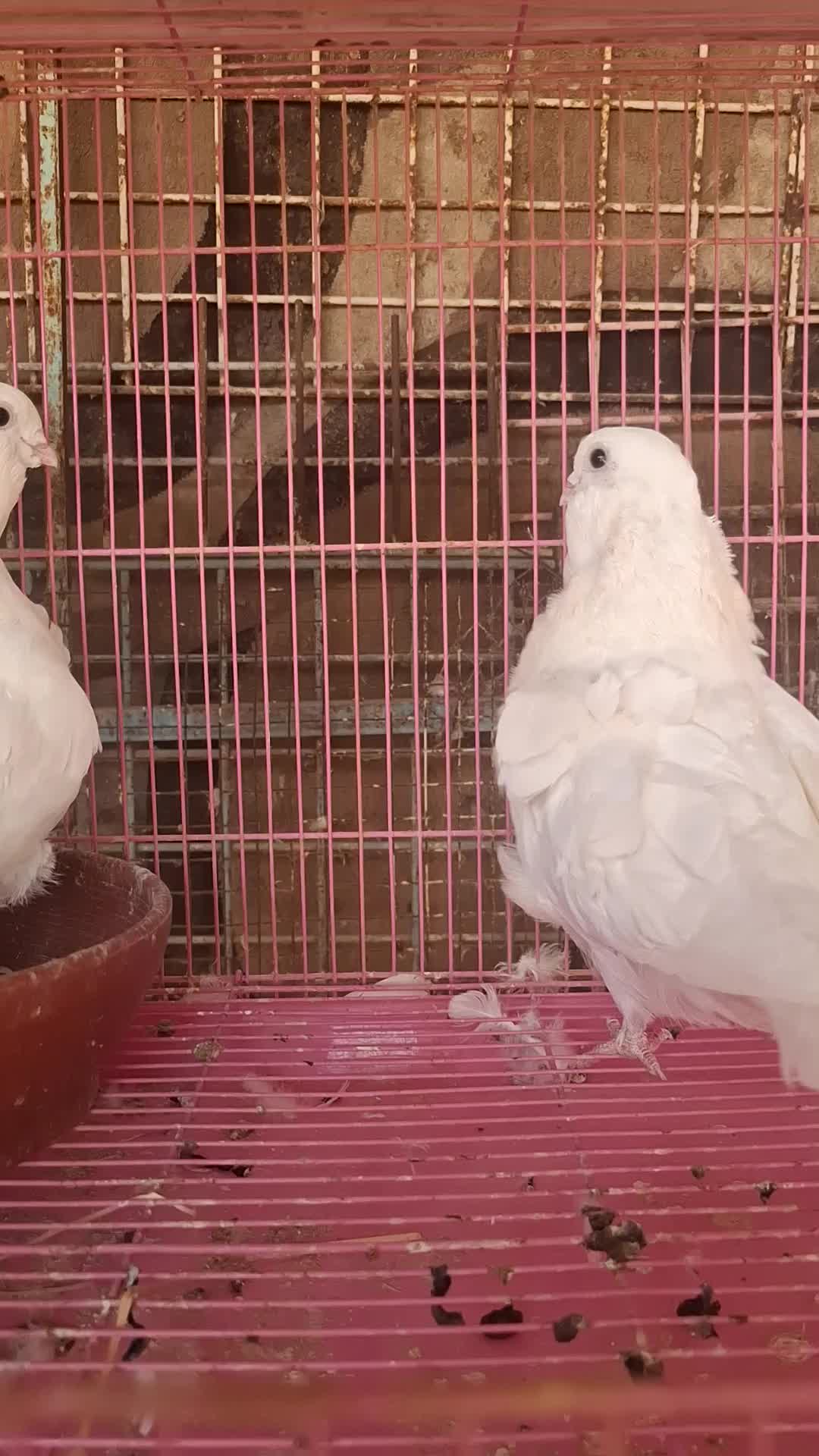 حمام - 1