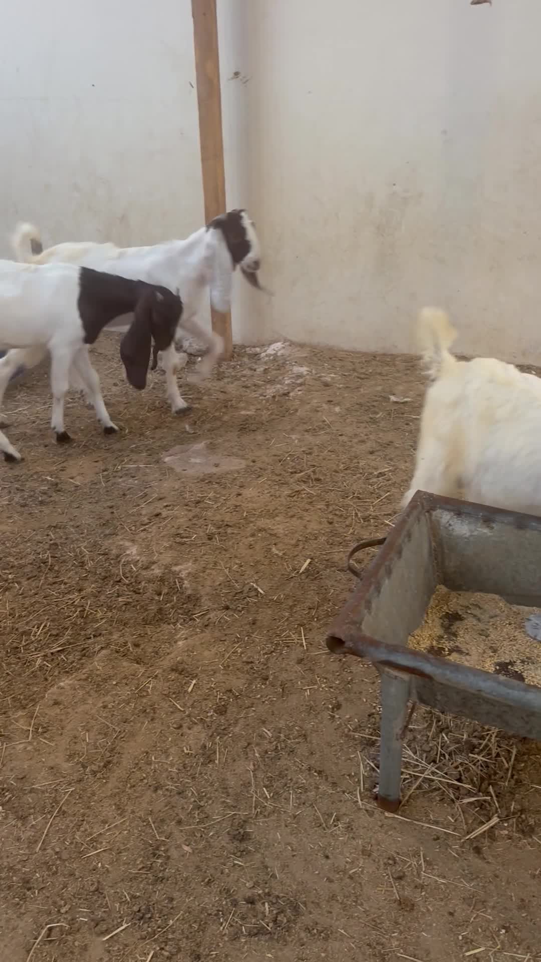 3 جمد 1 تيس - 1