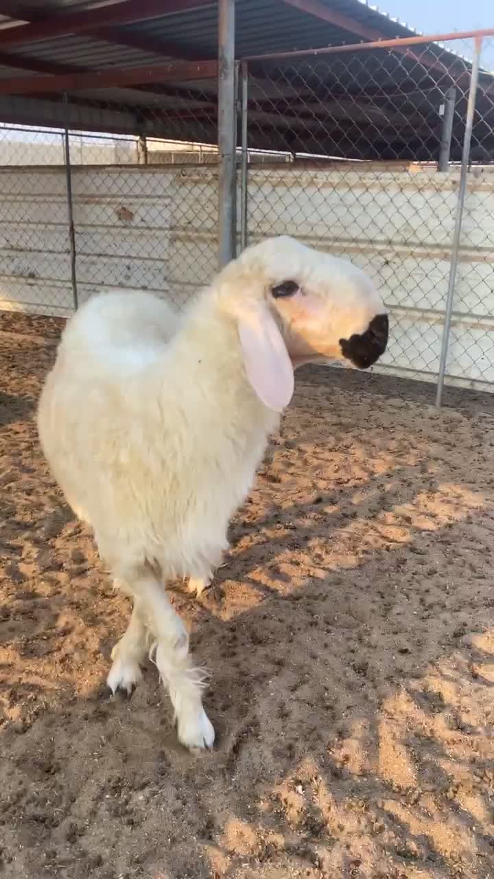 جذع عربي مكحل فاخر - 1