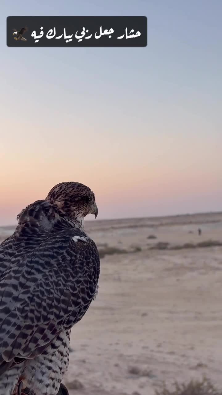 الوصف مهم  - 5