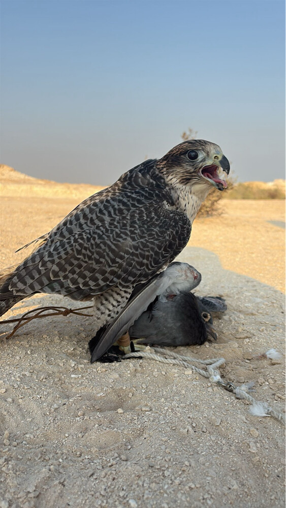 الوصف مهم  - 4