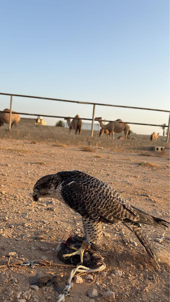 الوصف مهم  - 2