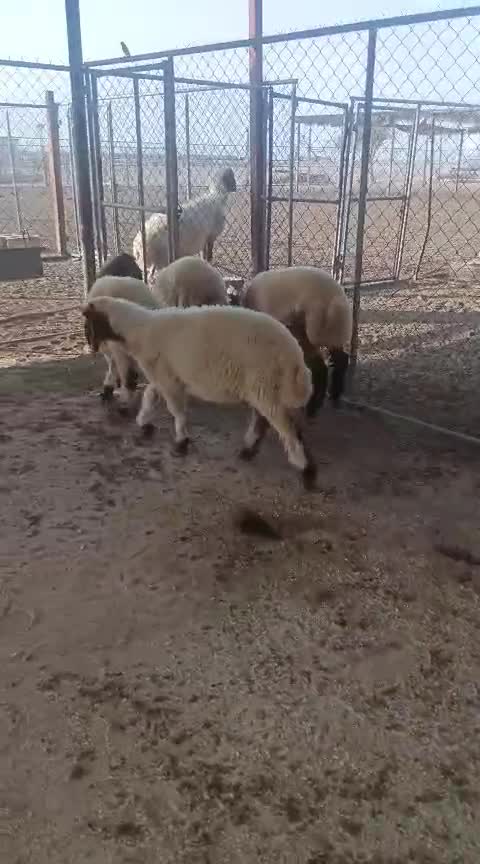 طليات العمر اربع شهور - 1