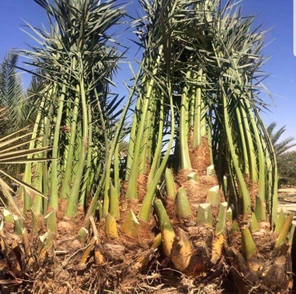 خلاص حبه کبیرة موجودة الضمان - 1