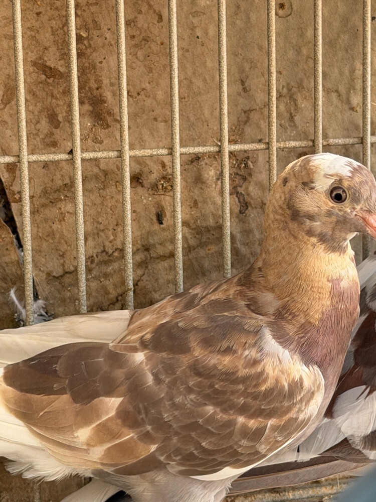 mojaik for sale - 2