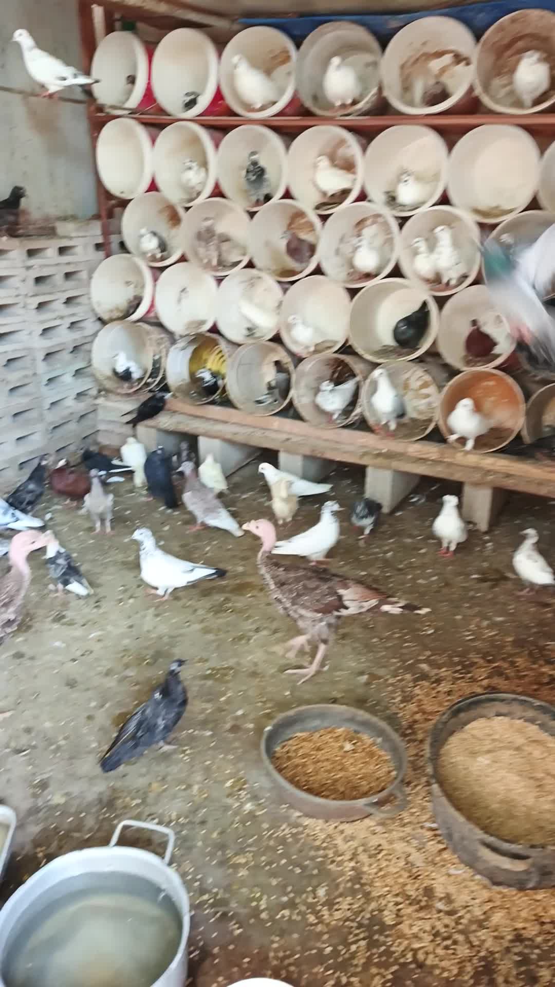 للبيع دجاج عمر ٨شهور ورومي منتج - 4