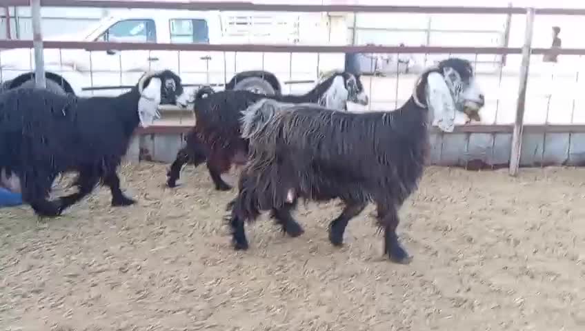 للبيع معزه عوارض طيبه - 5