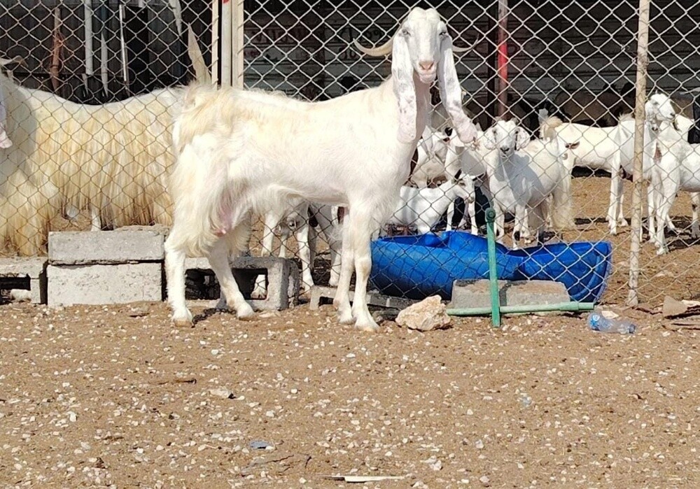 للبيع عنز بيضاء طيبه حليب - 4