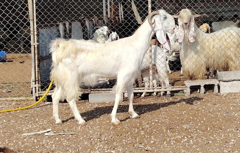 للبيع عنز بيضاء طيبه حليب - 2