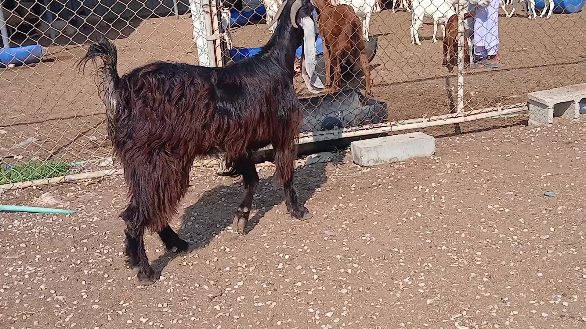 للبيع جمده عارضيه طيبه فاخره - 1