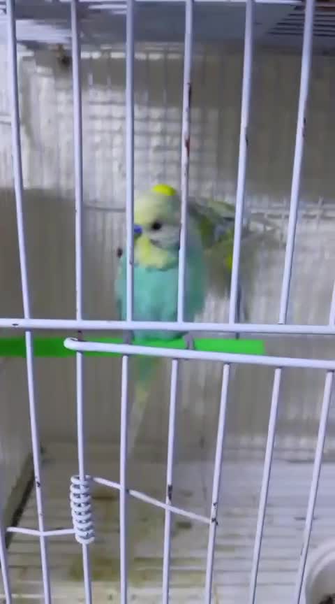 Rainbow Budgie Pair  - 1