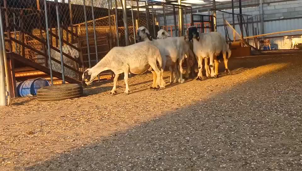 للبيع شويهات عرب طيبه مشاءاللة - 3