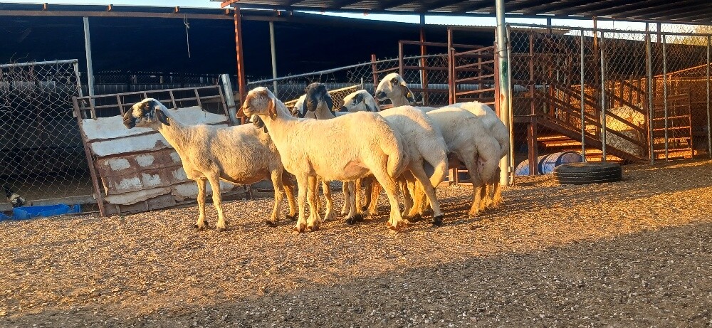 للبيع شويهات عرب طيبه مشاءاللة - 2