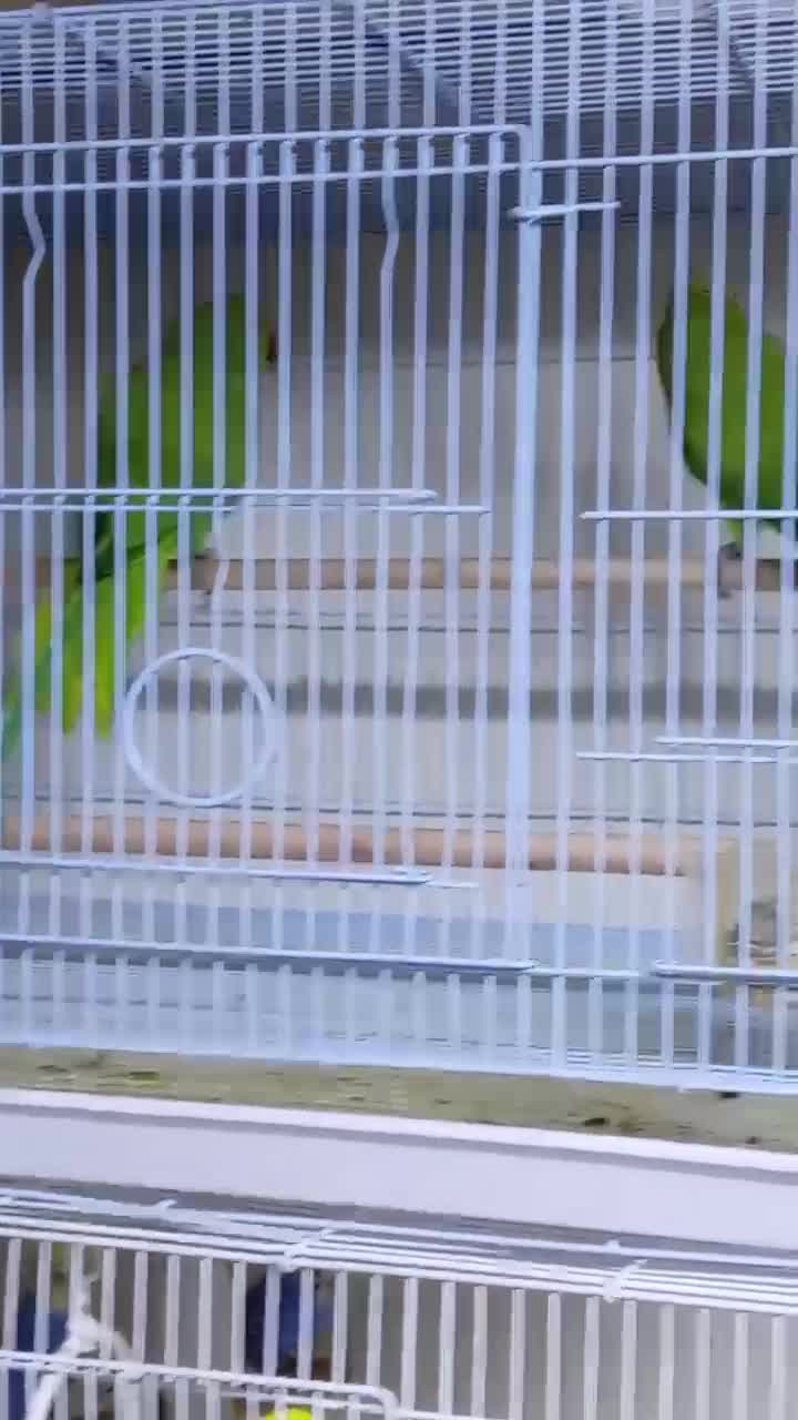 Indian Ringneck pair - 1