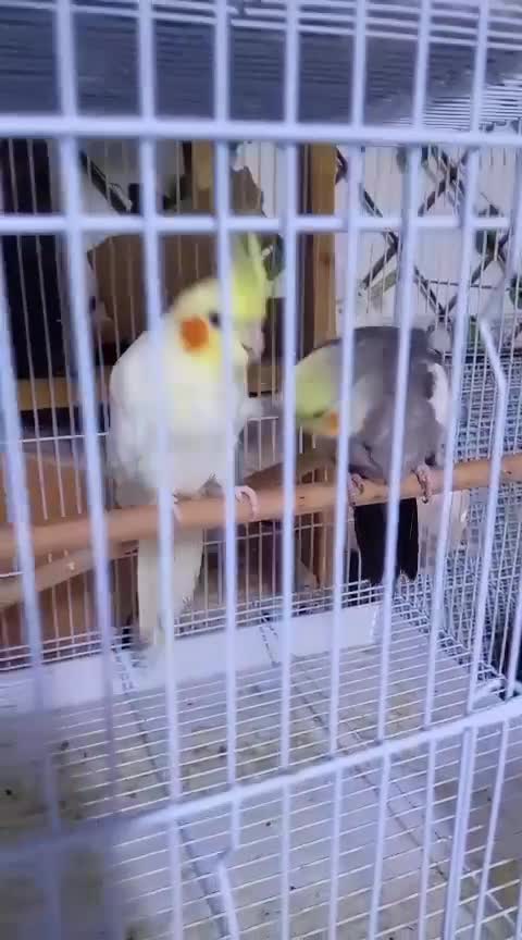 Cockatiel pair - 1