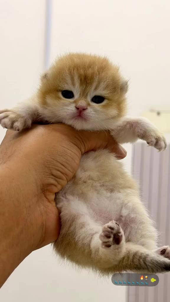 Male cat breeds for mating - 8