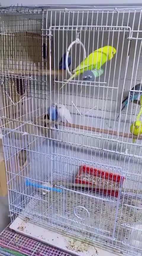 5 pairs of budgies - 1