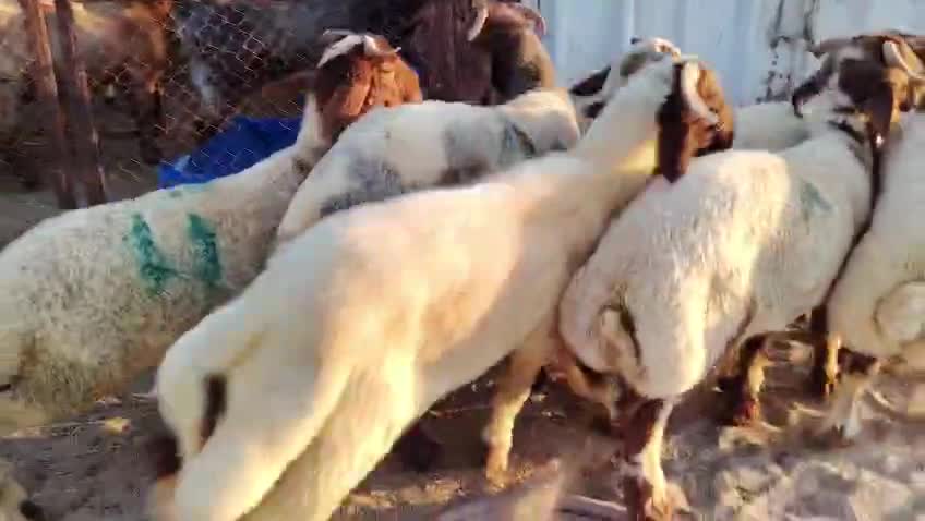 طليان بلدية طيبه - 1