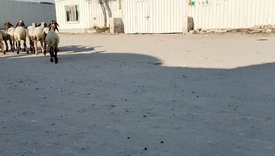 رخال مقاني - 2