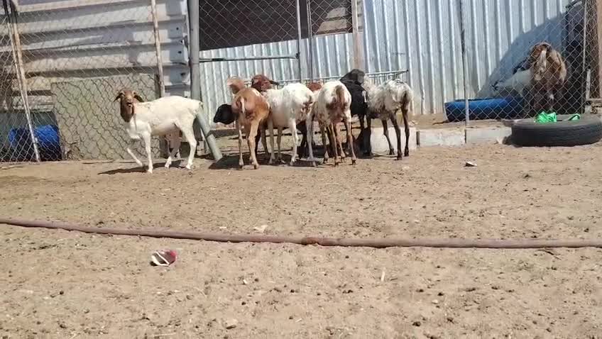 رخال برابر طيبه - 1