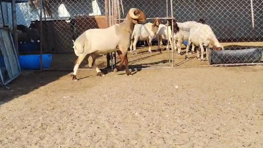 فحل سوري ينسف - 4
