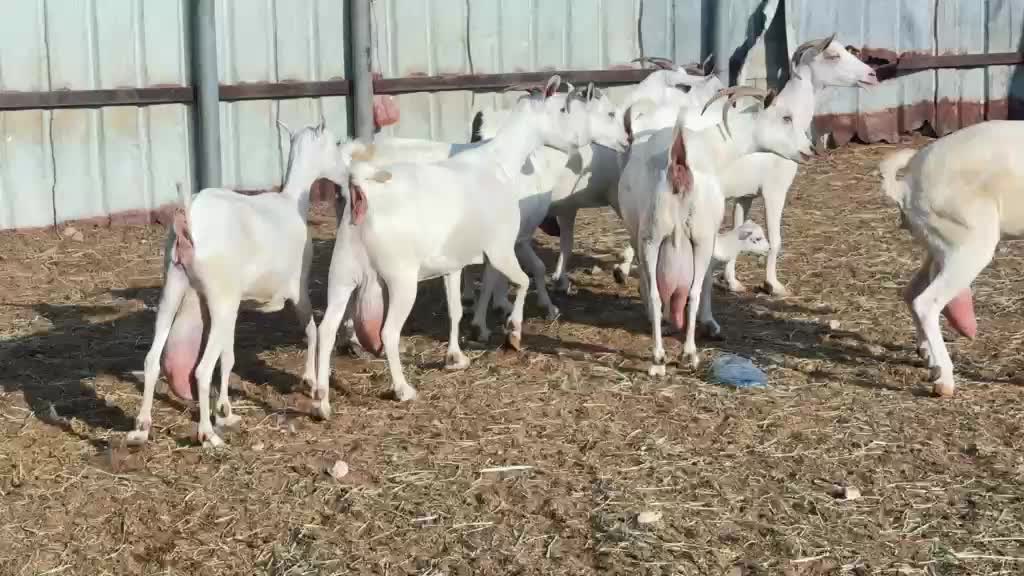 معزا عمانيات برص - 1