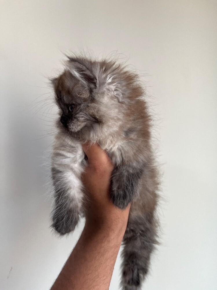 Pure Breed Shirazi Female Kitten - 4