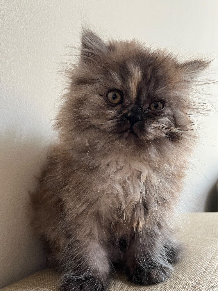 Pure Breed Shirazi Female Kitten - 2