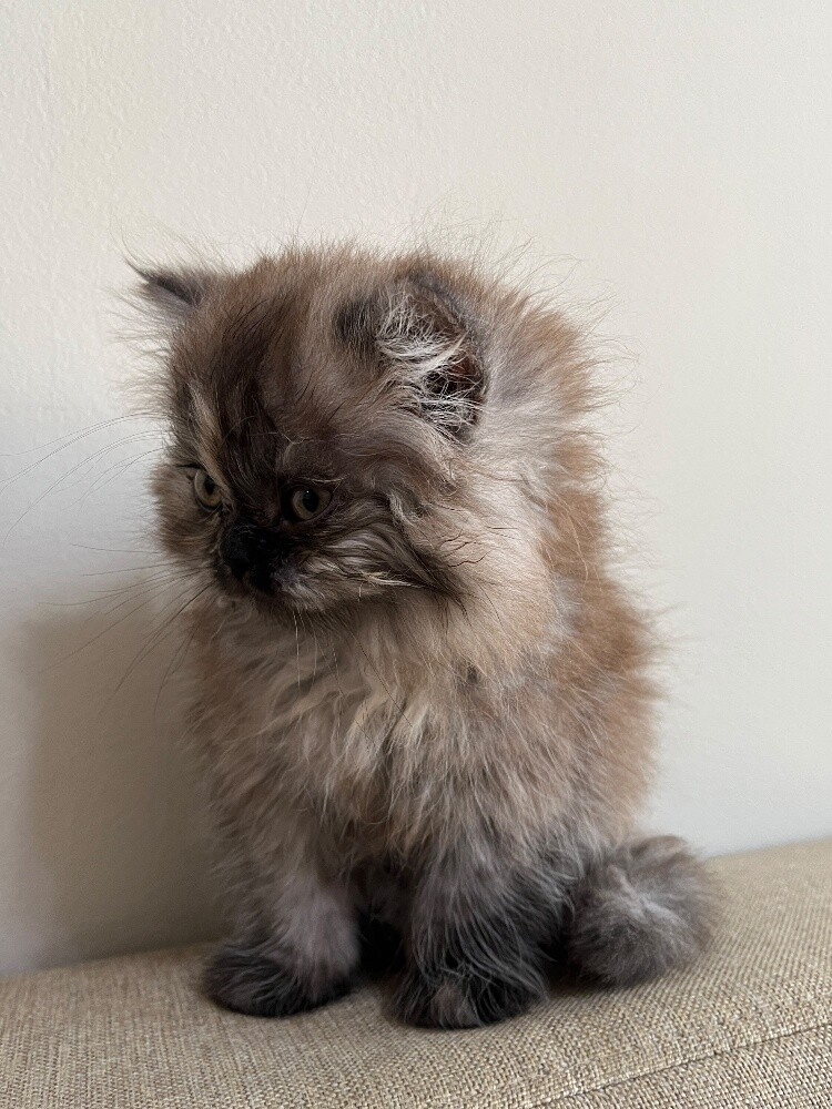 Pure Breed Shirazi Female Kitten - 3