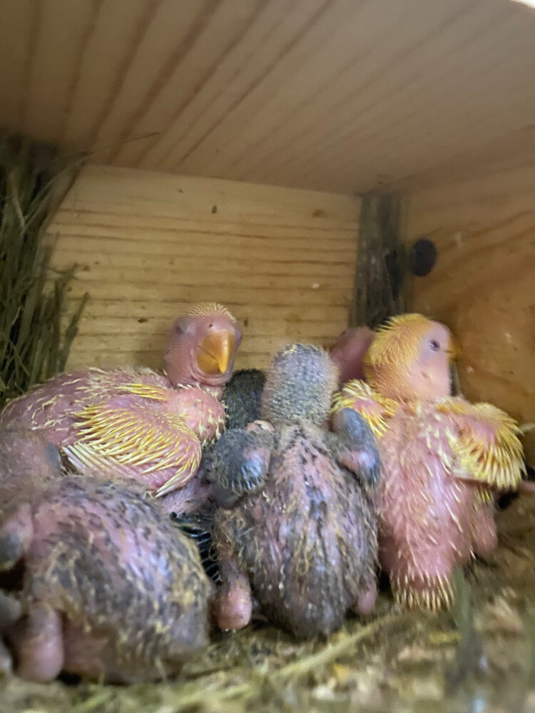 Rose chicks Aqua Lutino  - 8