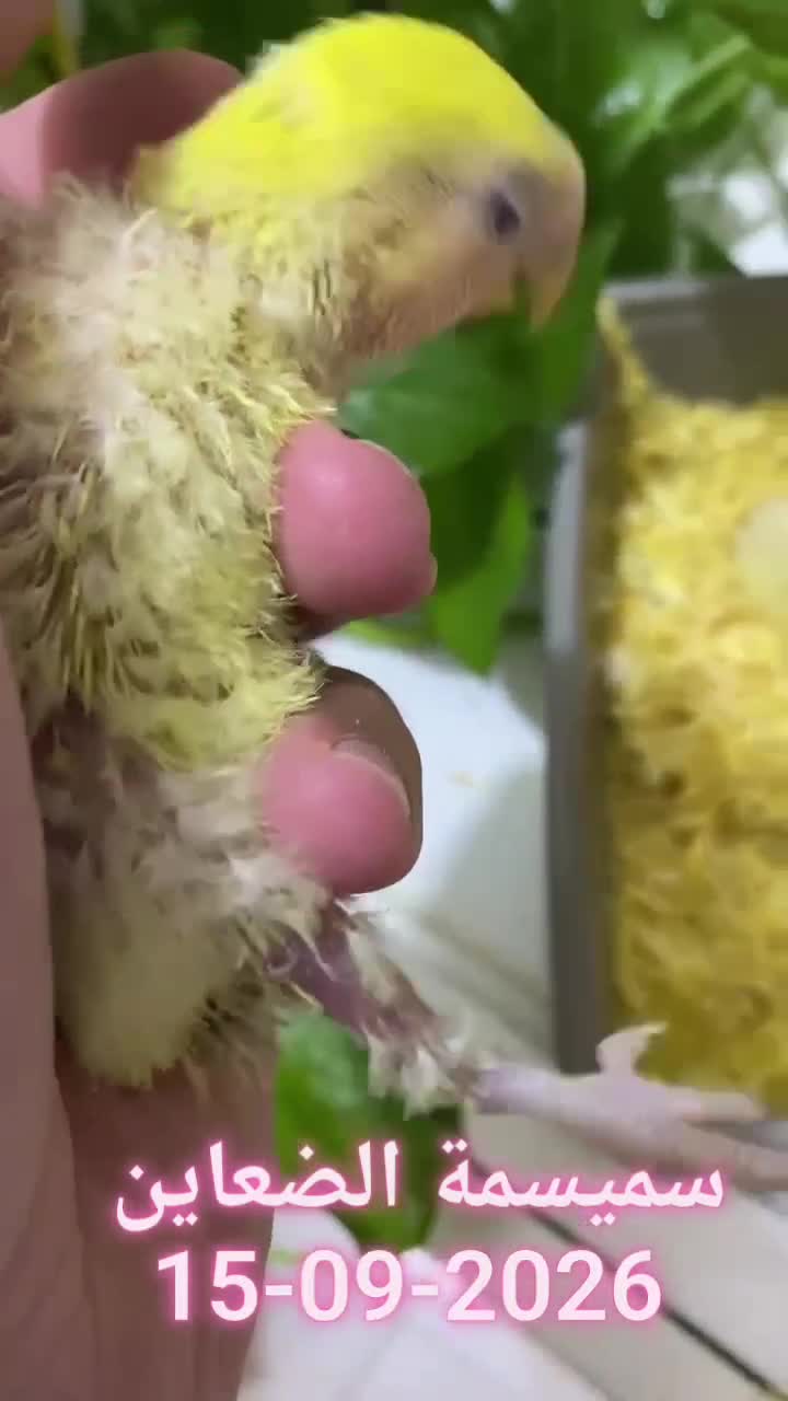 Rose chicks Aqua Lutino  - 1