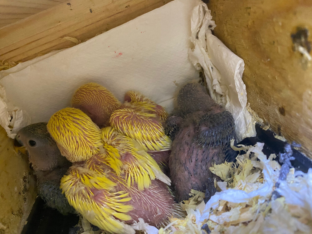 Rose chicks Aqua Lutino  - 9