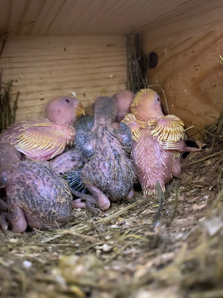 Rose chicks Aqua Lutino  - 10