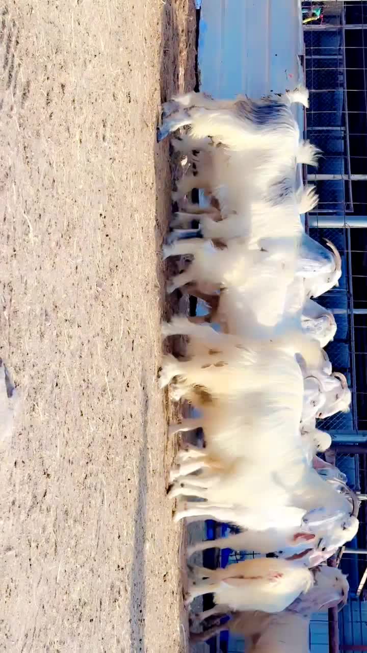 عوارض برص طيبه - 1