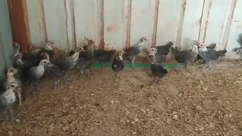 للبيع فيومي مصري بيور - 1