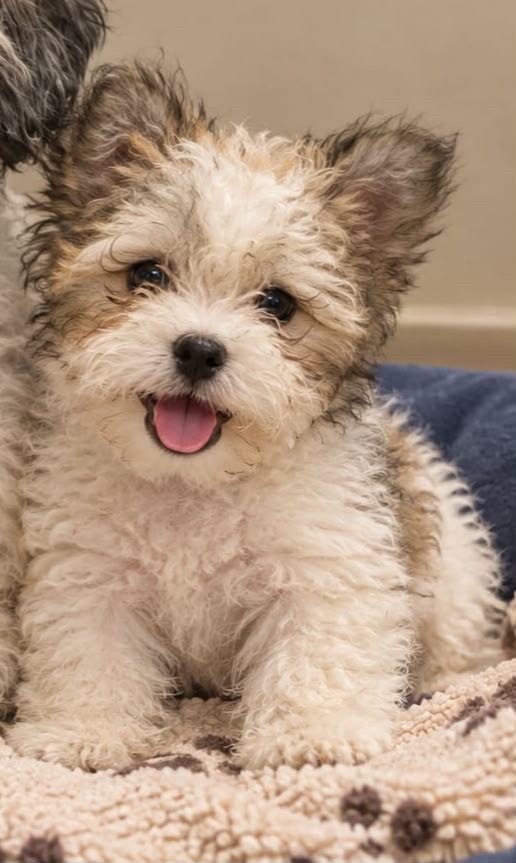 2months maltese  - 1