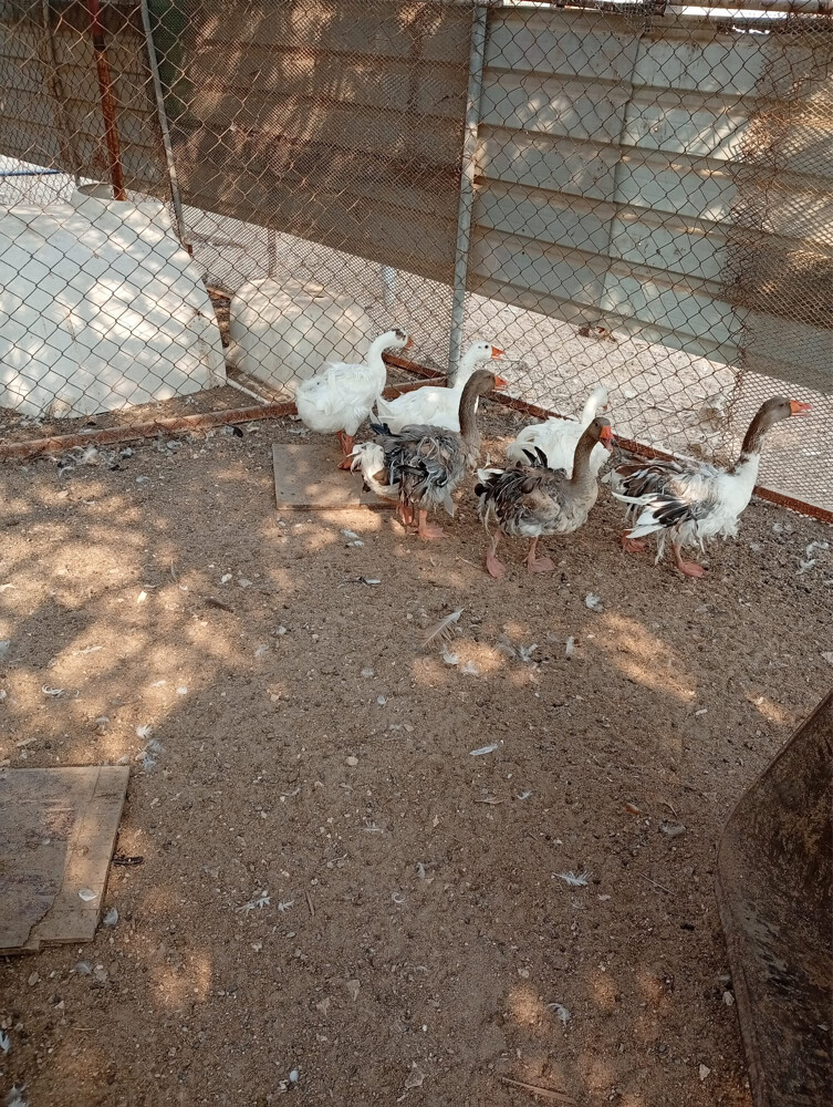 Faranci duck 100% healthy I have 3 - 1
