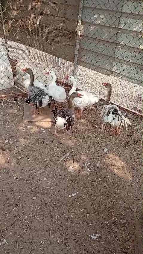 Faranci duck 100% healthy I have 3 - 2