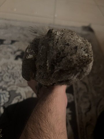 فرخ البومه  - 1
