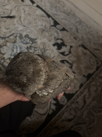 فرخ البومه  - 2