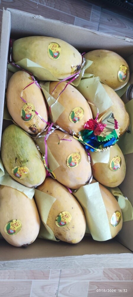 Honey Sweet Chaunsa Mango Available - 4