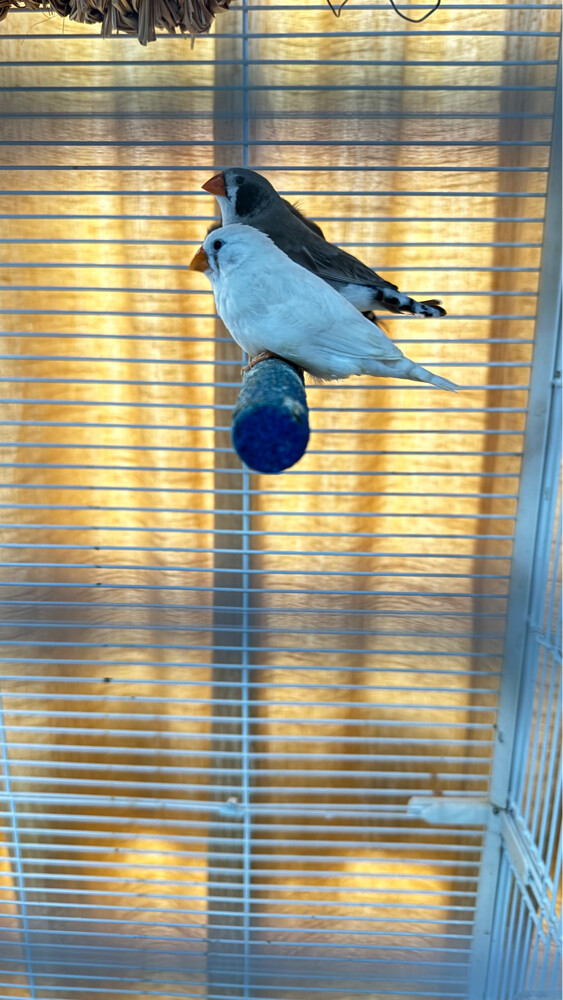 zebra finches for sale - 2