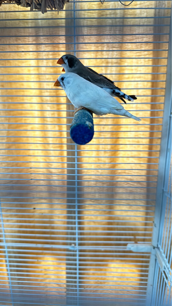 zebra finches for sale - 1