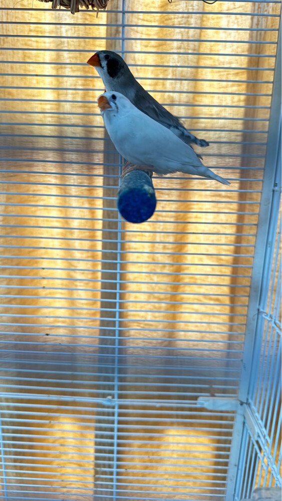 zebra finches for sale - 3