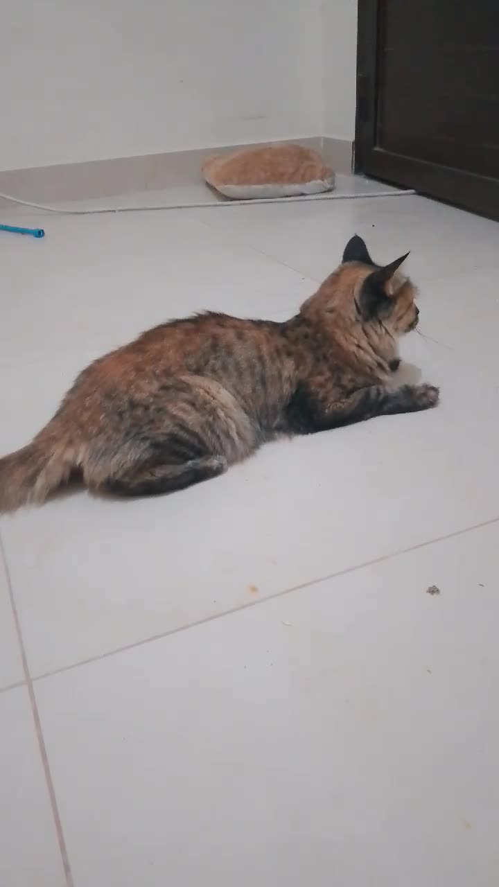 cat - 3