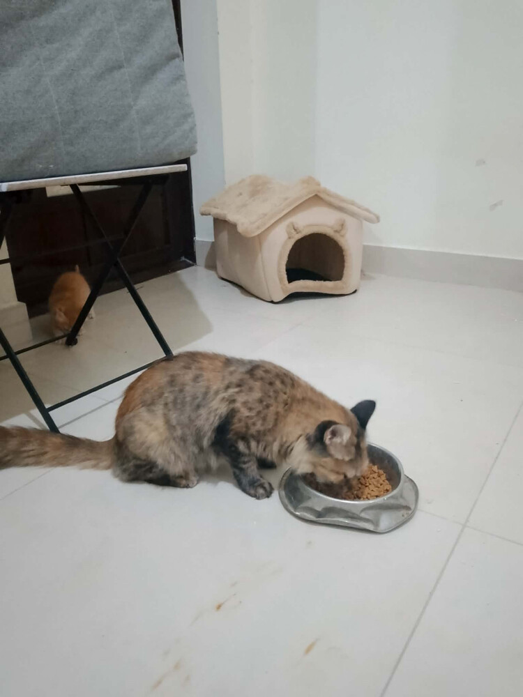 cat - 1