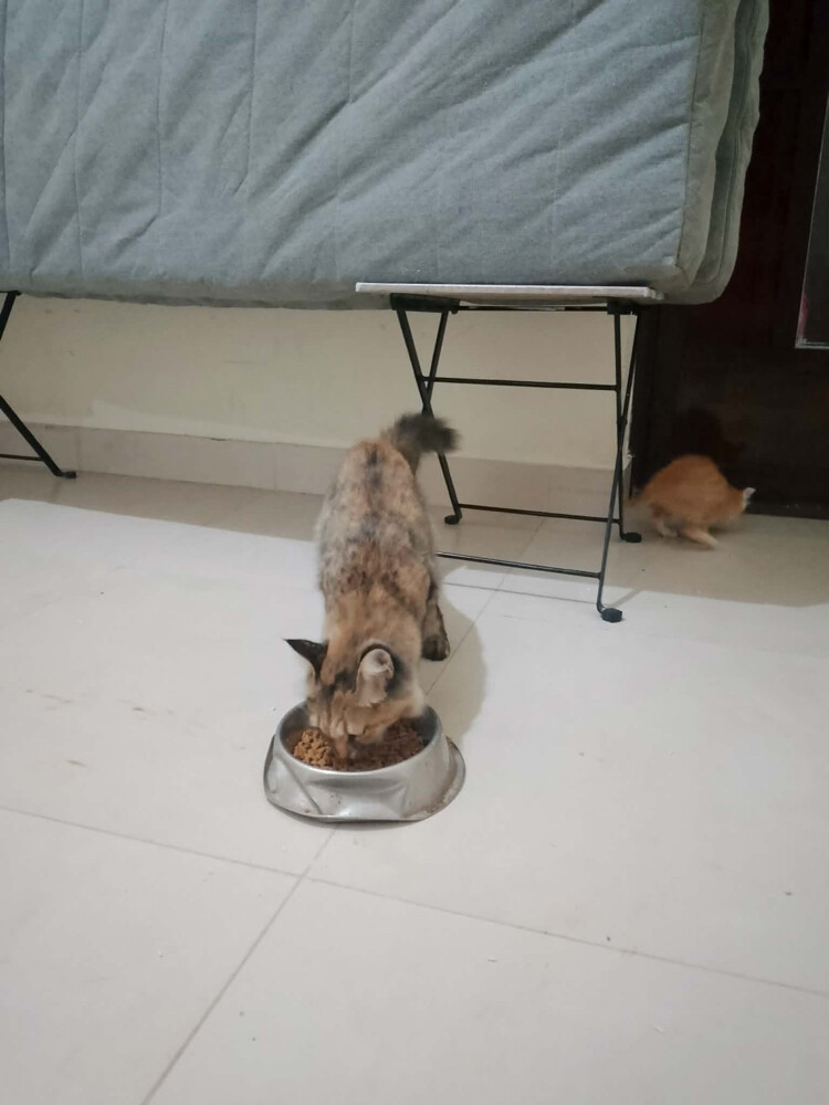 cat - 2